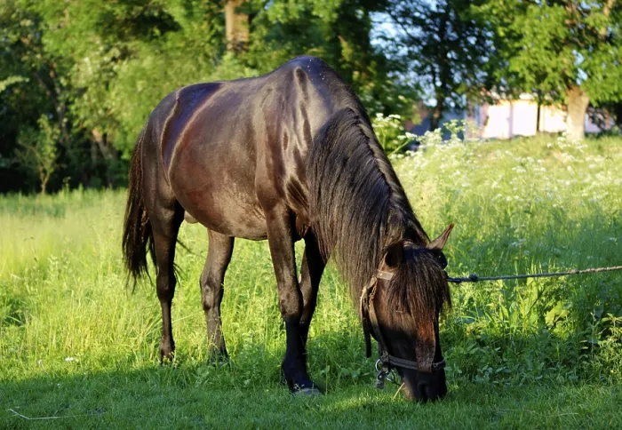 Framed Print : Picturesque summer landscape. Horse on pasture