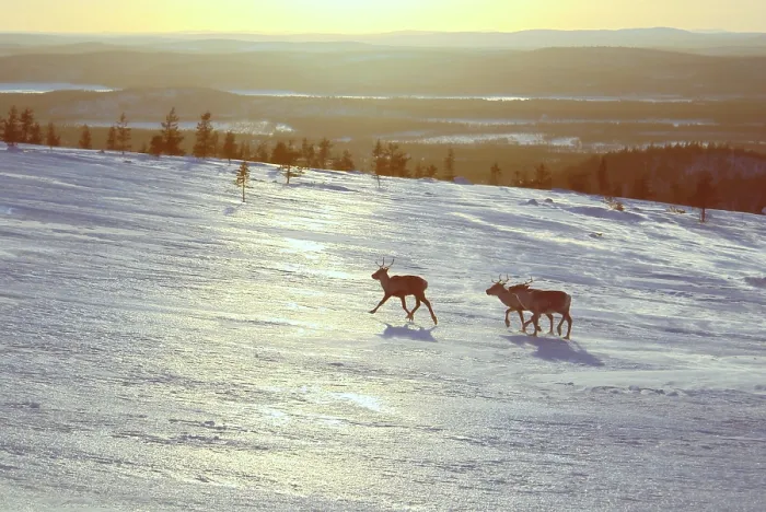 Framed Print : Picturesque view of three reindeers walking uphill in the setting sun Framed Print : Picturesque view of three reindeers walking uphill in the setting sun