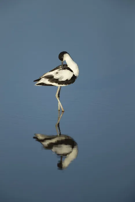 Framed Print : Pied avocet (Recurvirostra avosetta)