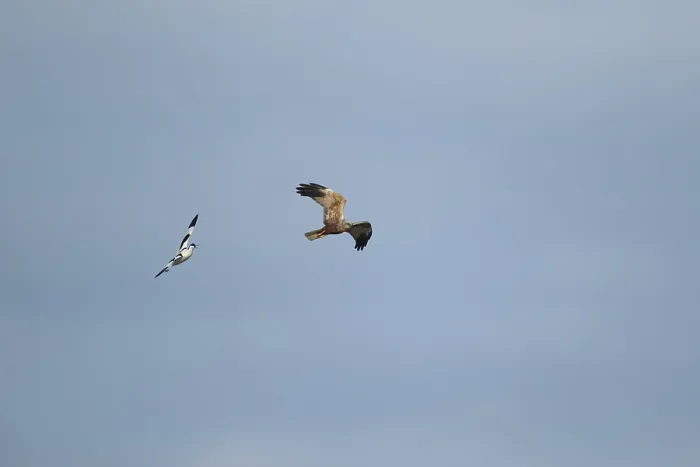 Framed Print : Pied avocet (Recurvirostra avosetta) adult bird calling in flight whilst chasing a Marsh harrier (Circus aeruginosus)