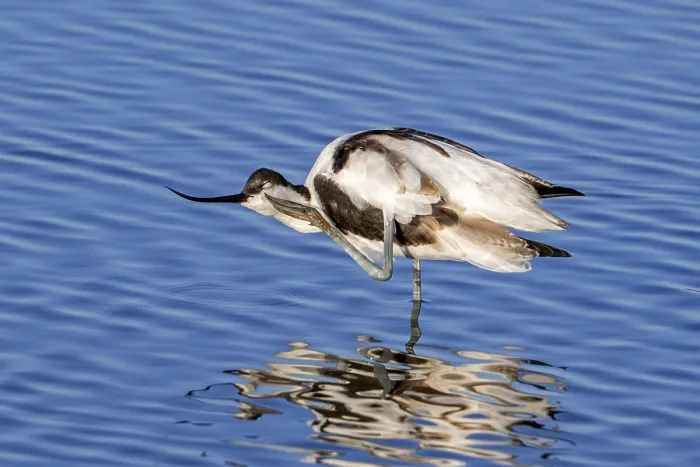 Framed Print : Pied avocet (Recurvirostra avosetta) scratching head with leg in shallow water of pond in evening light in late summer
