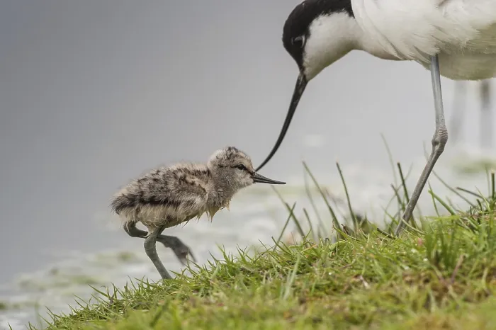 Framed Print : Pied Avocet (Recurvirostra avosetta) juvenile