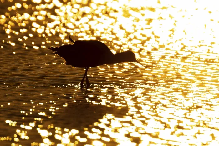 Framed Print : Pied avocet (Recurvirostra avosetta) silhouette of an adult wader bird in water of a shallow lagoon in summer at sunset Framed Print : Pied avocet (Recurvirostra avosetta) silhouette of an adult wader bird in water of a shallow lagoon in summer at sunset