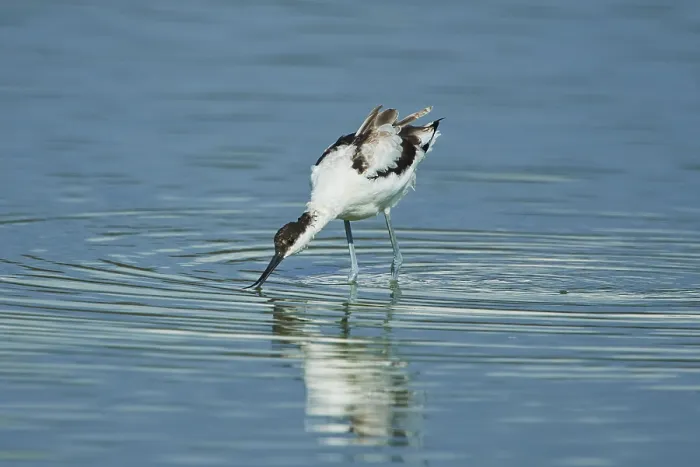 Framed Print : Pied avocet (Recurvirostra avosetta) standing in the water