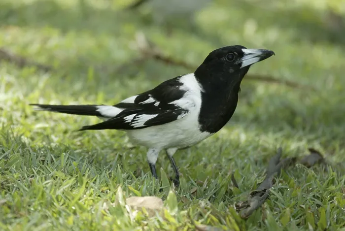 Framed Print : Pied Butcherbird (Cracticus nigrogularis) Framed Print : Pied Butcherbird (Cracticus nigrogularis)