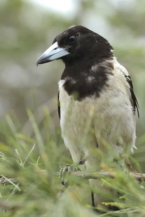 Framed Print : Pied Butcherbird (Cracticus nigrogularis)