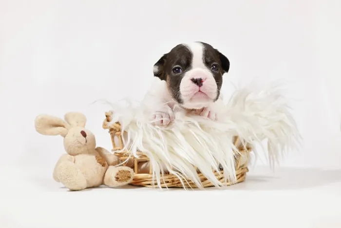 Framed Print : PIed French Bulldog dog puppy with toy plush bunny in basket on white background Framed Print : PIed French Bulldog dog puppy with toy plush bunny in basket on white background