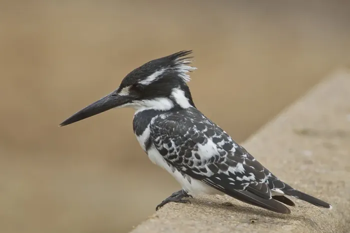 Framed Print : Pied kingfisher (Ceryle rudis) Framed Print : Pied kingfisher (Ceryle rudis)