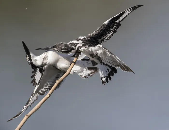 Framed Print : Pied Kingfisher (Ceryle rudis) female in defense posture on a twig Framed Print : Pied Kingfisher (Ceryle rudis) female in defense posture on a twig
