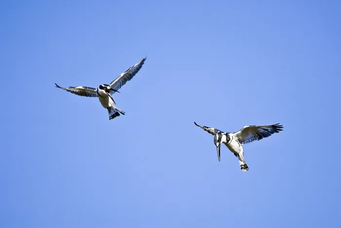 Framed Print : Two Pied Kingfisher (Ceryle rudis) in flight