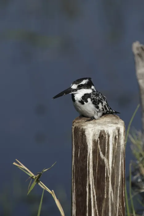 Framed Print : Pied kingfisher (Ceryle rudis) in the Okavango Delta