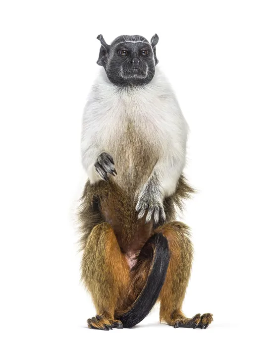 Framed Print : Pied tamarin, Saguinus bicolor, isolated on white