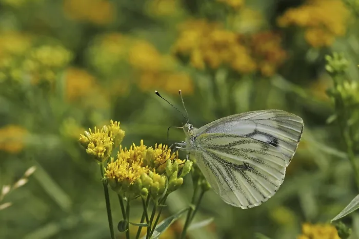 Framed Print : Pieris napi, rapeseed white