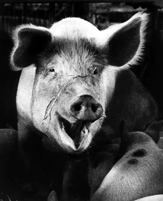 Framed Print : Pig, animal portrait, ca. 1960s Framed Print : Pig, animal portrait, ca. 1960s