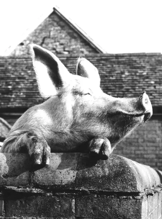 Framed Print : Pig, animal portrait, ca. 1960s Framed Print : Pig, animal portrait, ca. 1960s