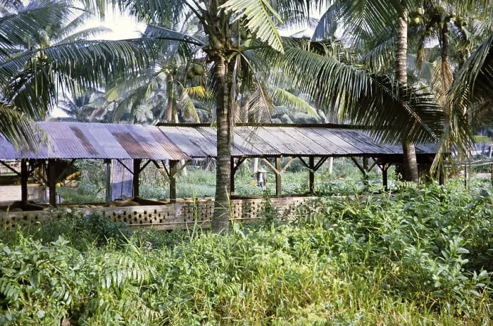 Framed Print : Pig farming in sheds in coconut trees, Singapore, Asia 1971, Asia Framed Print : Pig farming in sheds in coconut trees, Singapore, Asia 1971, Asia
