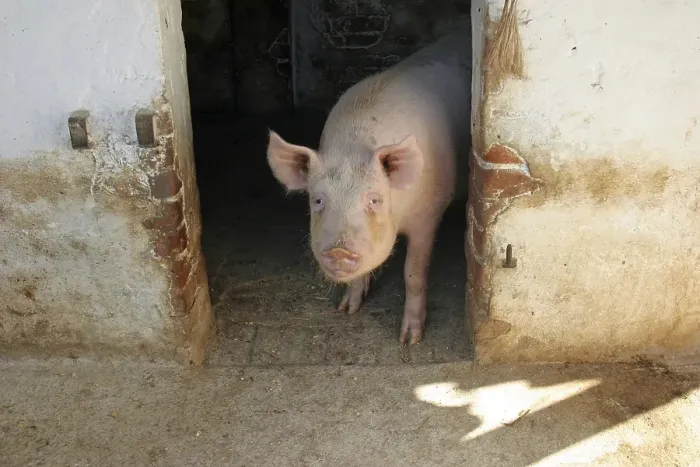 Framed Print : Pig looks out of a piggery Framed Print : Pig looks out of a piggery