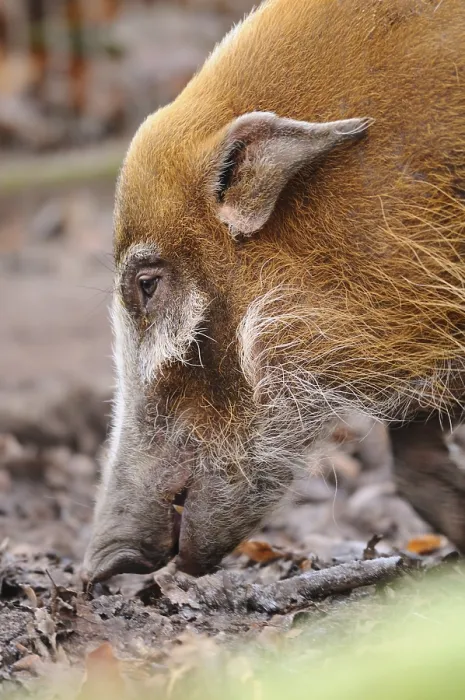 Framed Print : A pig in profile on the forest floor