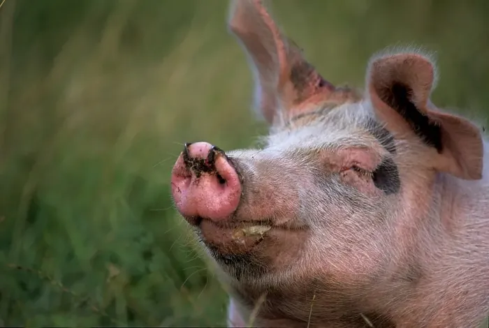 Framed Print : Pig (Sus scrofa domestica)