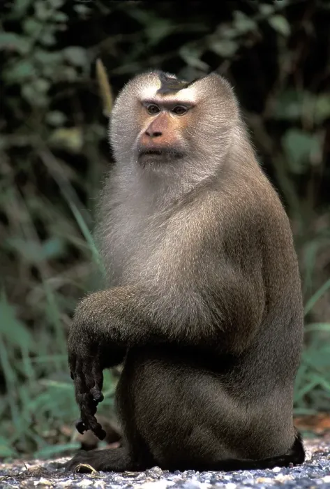 Framed Print : Pig-tailed Macaque (Macaca nemestrina)