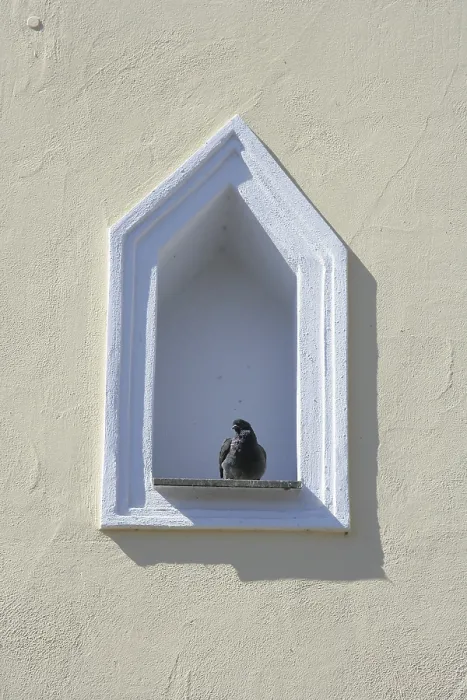 Framed Print : Pigeon perched on a windowsill Framed Print : Pigeon perched on a windowsill
