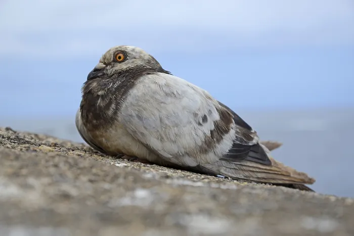 Framed Print : Pigeon, pigeon, bird, animal, city pigeon
