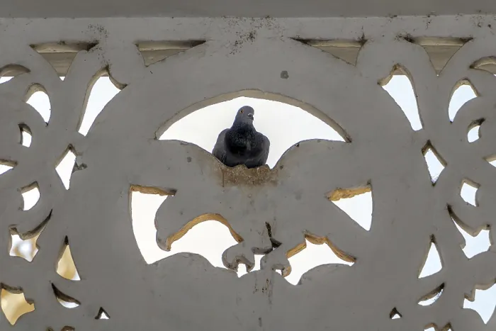 Framed Print : The pigeon sits on decoration on the walls of the Buddhist monastery The Shwezigon Pagoda or Shwezigon Paya
