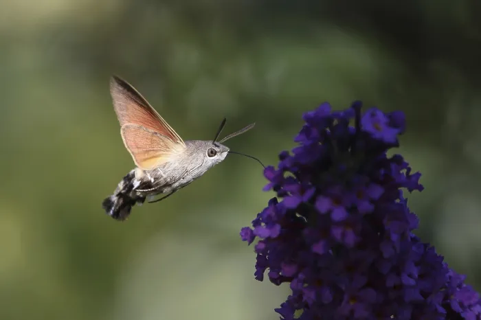 Framed Print : Pigeon tail (Macroglossum stellatarum)