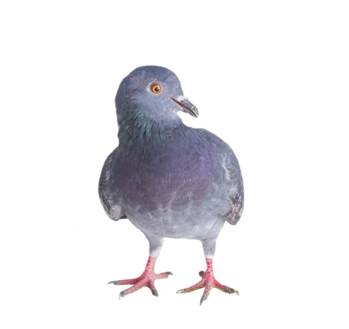 Framed Print : Pigeon on a white background close up Framed Print : Pigeon on a white background close up