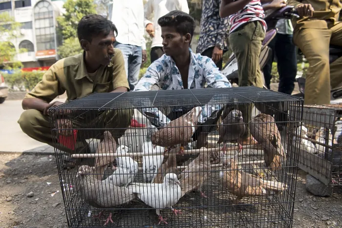 Framed Print : Pigeons in cage, pigeons market Framed Print : Pigeons in cage, pigeons market