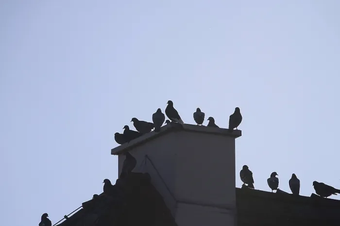 Framed Print : Pigeons in the city in winter, Germany Framed Print : Pigeons in the city in winter, Germany