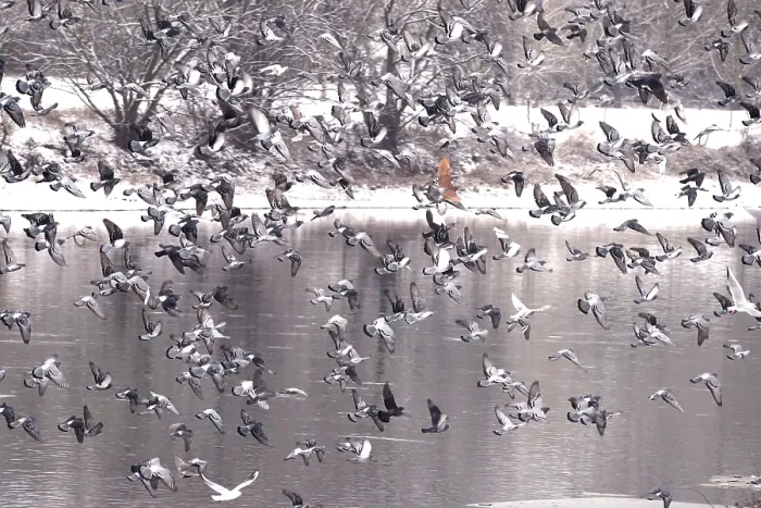 Framed Print : Pigeons in winter, Germany