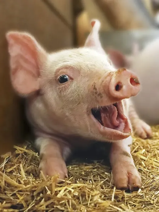 Framed Print : Piggy laughs happily into the camera Framed Print : Piggy laughs happily into the camera