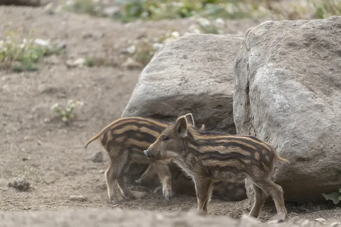 Framed Print : Two piglet wild boar or wild pig (Sus scrofa) playing in front of a little rock Framed Print : Two piglet wild boar or wild pig (Sus scrofa) playing in front of a little rock