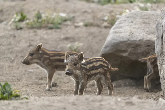 Framed Print : Two piglet wild boar or wild pig (Sus scrofa) playing in front of a little rock Framed Print : Two piglet wild boar or wild pig (Sus scrofa) playing in front of a little rock