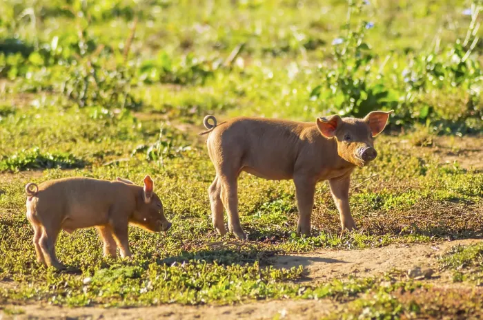 Framed Print : Two piglets busy feeding in a meadow of Gaume in southern Belgium