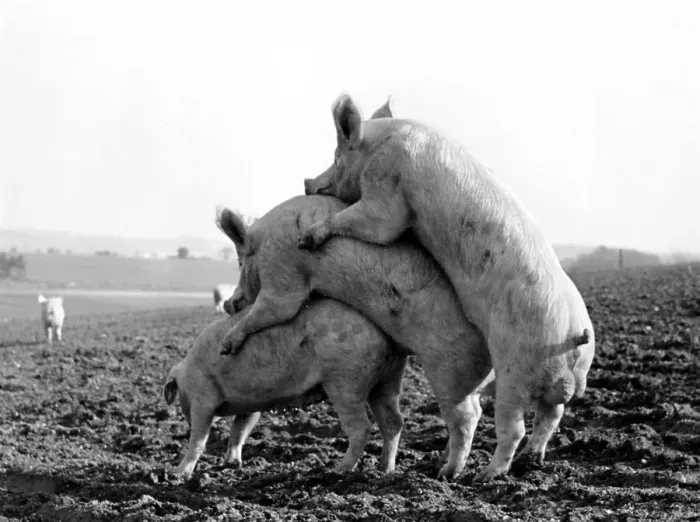 Framed Print : Three pigs copulate, ca. 1960s Framed Print : Three pigs copulate, ca. 1960s