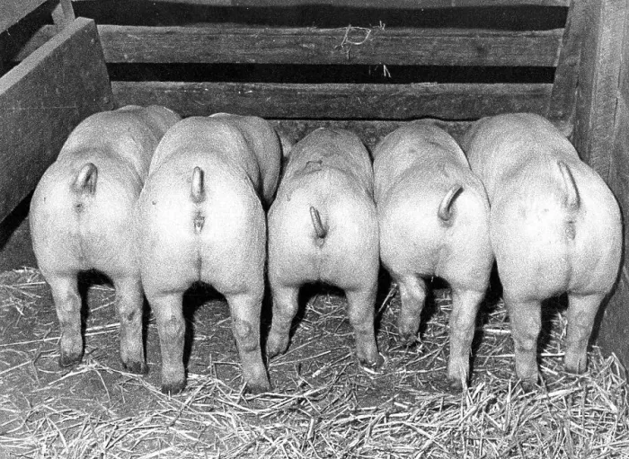 Framed Print : Five pigs eating, rear view, ca Framed Print : Five pigs eating, rear view, ca