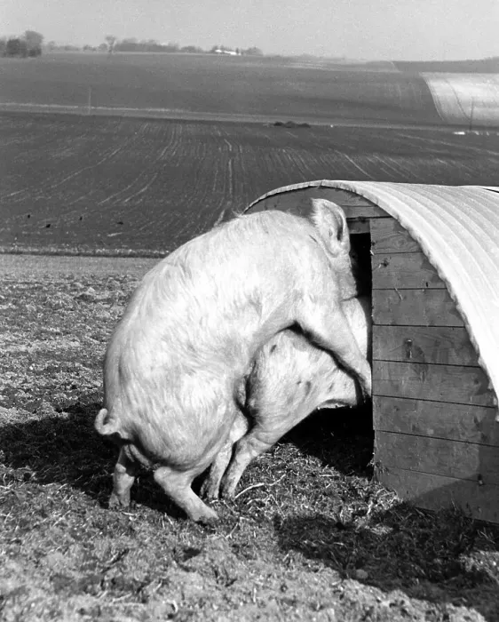 Framed Print : Pigs having sex, ca. 1960s, exact place unknown Framed Print : Pigs having sex, ca. 1960s, exact place unknown