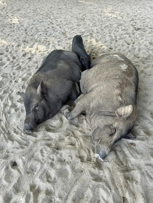 Framed Print : Two pigs lying together relaxing in the sand