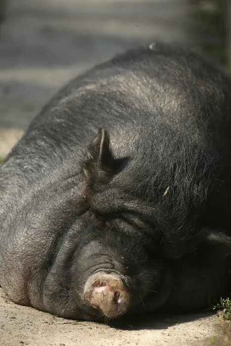 Framed Print : These pigs are mainly kept as pets in Vietnam