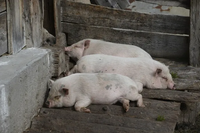 Framed Print : Pigs, pigs, domestic pigs, farm animals