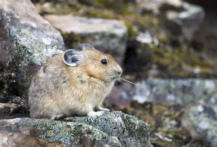 Framed Print : Pika eating gras on lichen covered rubble Framed Print : Pika eating gras on lichen covered rubble