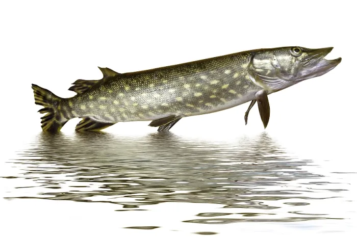 Framed Print : Pike fish jumping out of water. Isolated on white