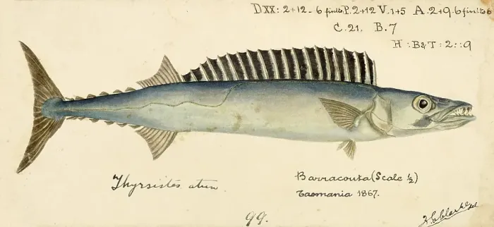 Framed Print : Pike mackerel, Thyrsites atun, known as the snoek in South Africa and as the barracouta in Australasia, is a long, thin species of snake mackerel, Fish, Reproduction of an original, by Frank Edward Clarke (b. 1849, d) Framed Print : Pike mackerel, Thyrsites atun, known as the snoek in South Africa and as the barracouta in Australasia, is a long, thin species of snake mackerel, Fish, Reproduction of an original, by Frank Edward Clarke (b. 1849, d)