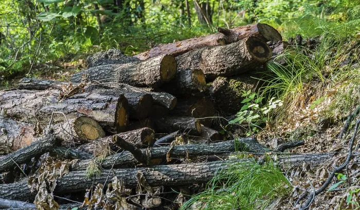 Framed Print : A pile of logs in a forest surrounded by greenery Framed Print : A pile of logs in a forest surrounded by greenery