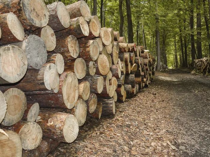 Framed Print : A pile of neatly stacked logs lines a forest pathway