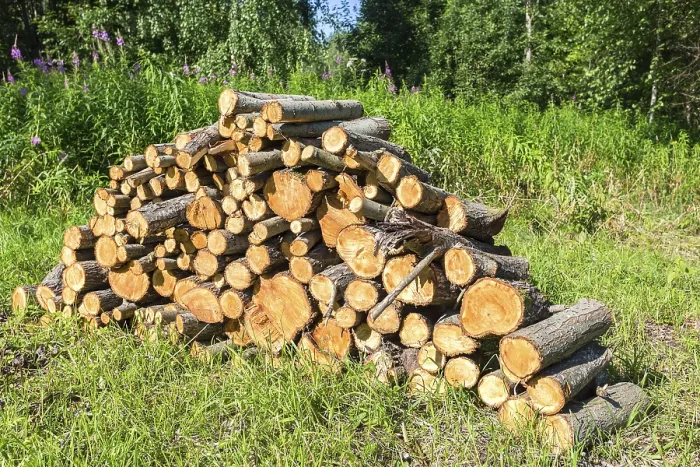 Framed Print : Pile of raw wood logs at the forest in summertime