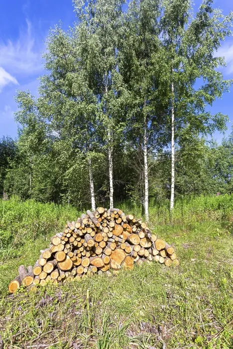 Framed Print : Pile of raw wood logs at the forest in summertime against the birch trees Framed Print : Pile of raw wood logs at the forest in summertime against the birch trees
