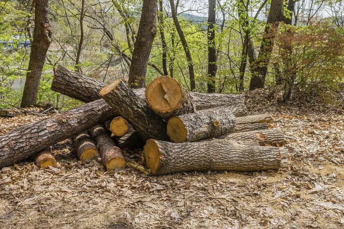 Framed Print : Pile of sawed logs surrounded by leaf litter in a wooded area